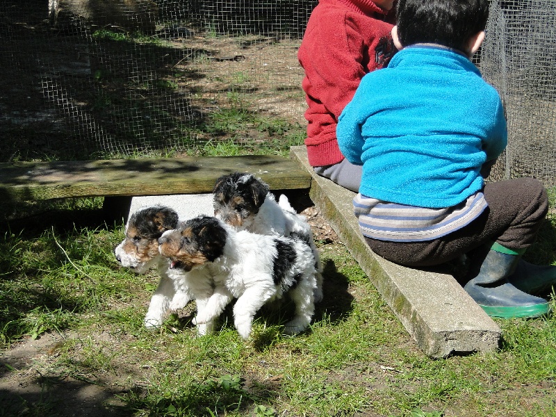 Du Sous Bois D'hery - Fox Terrier Poil Dur - Portée née le 23/02/2012