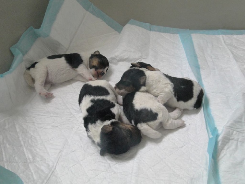 Du Sous Bois D'hery - Fox Terrier Poil Dur - Portée née le 01/05/2014